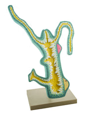 Hydra Anatomical Model on Stand