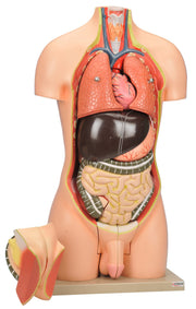 Human Torso Model without Head, 12-Part