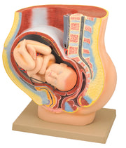 Female Pelvis Model with Removable Fetus, 9 Months, 16.5", Numbered