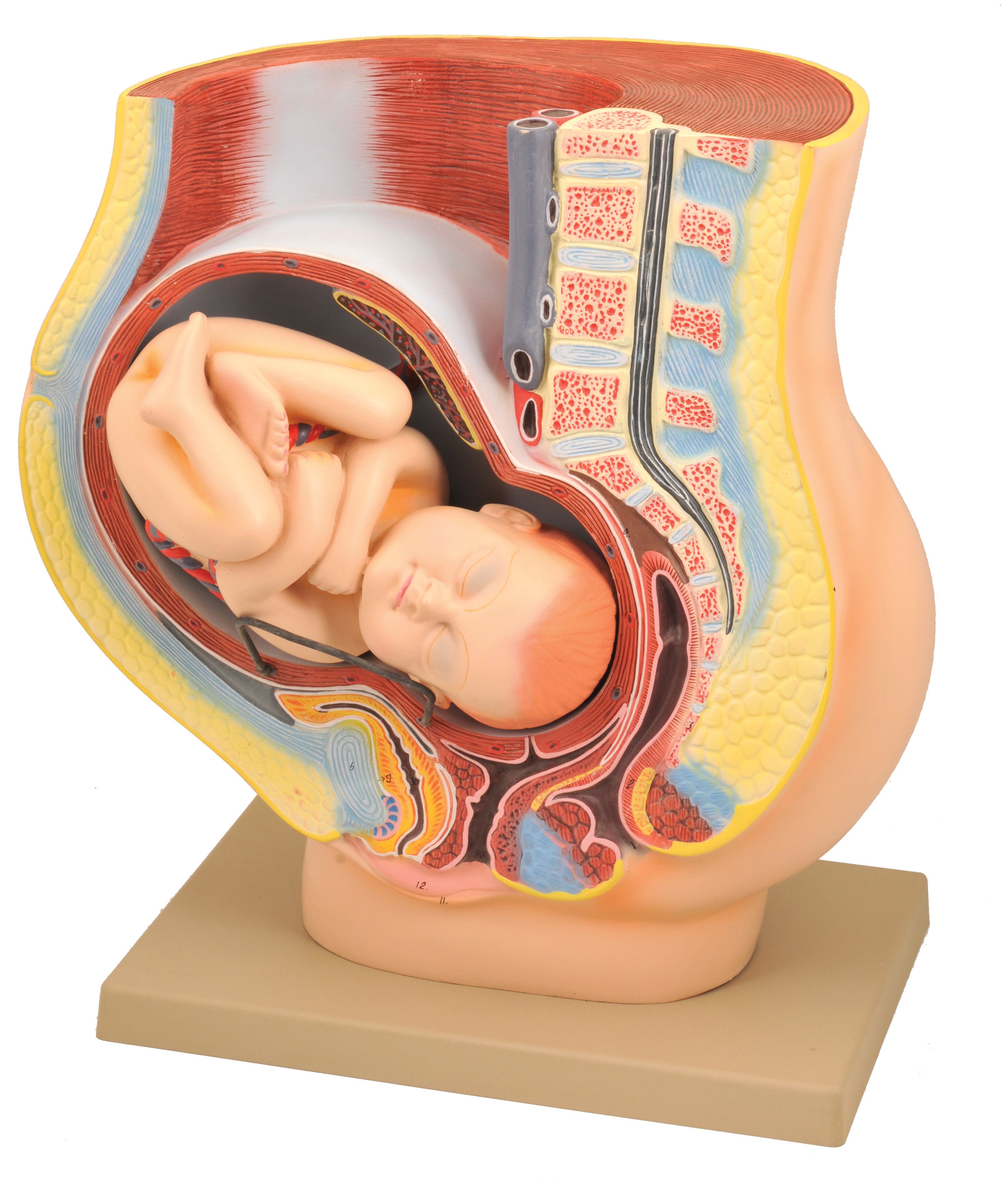 Female Pelvis Model with Removable Fetus, 9 Months, 16.5", Numbered