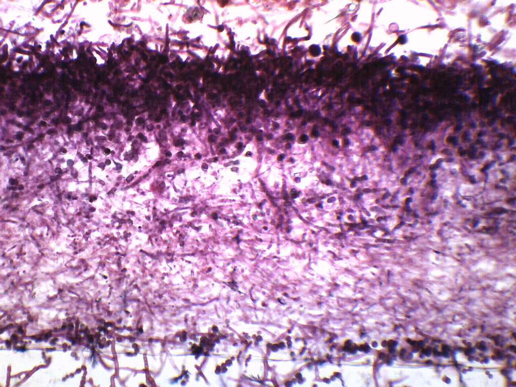 Mucor Wholemount Prepared Microscope Slide