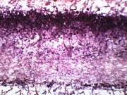 Mucor Wholemount Prepared Microscope Slide
