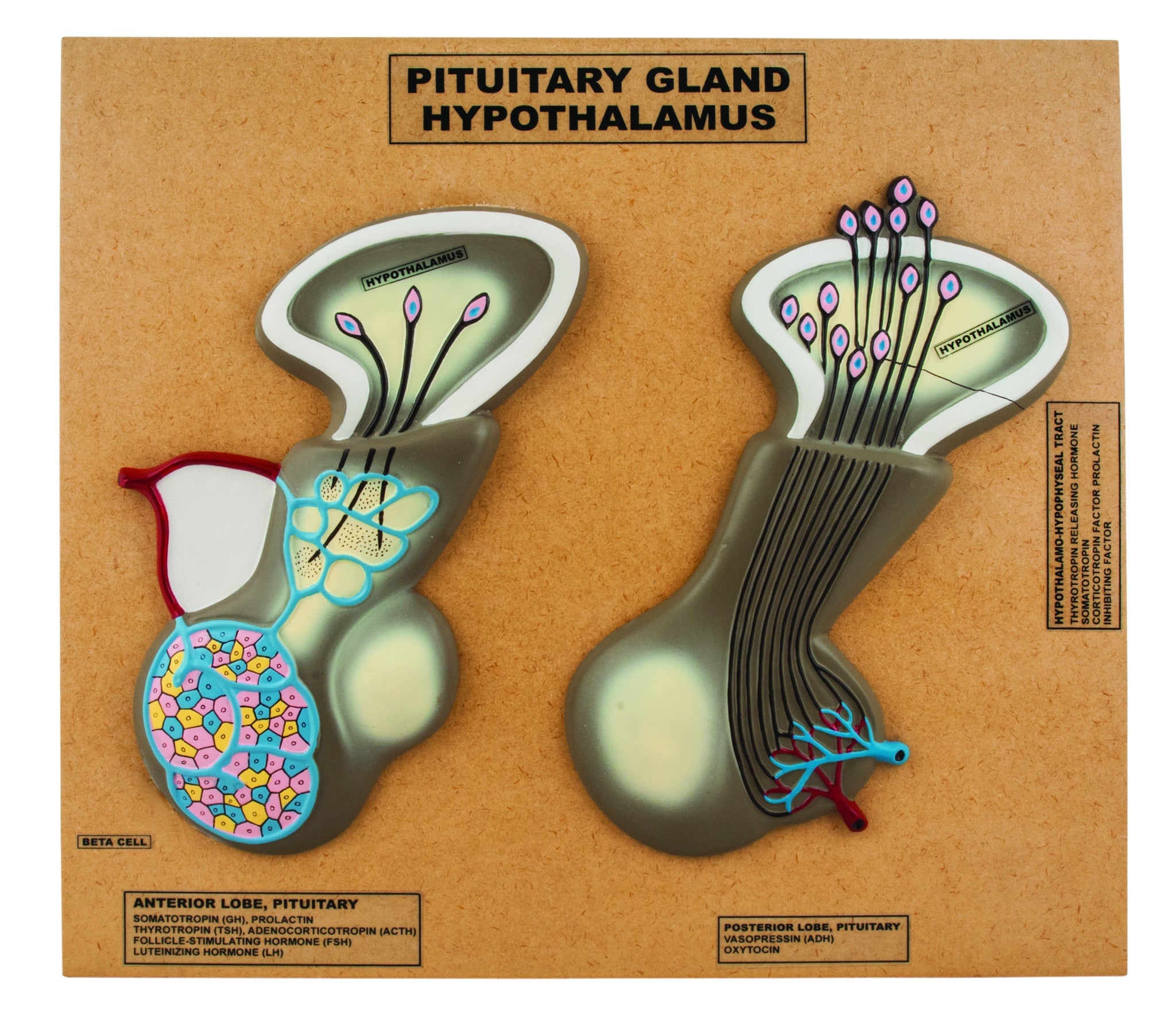 Pituitary Gland and Hypothalamus Model, Greatly Enlarged