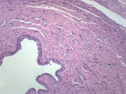 Female Urethra Cross-Section Prepared Microscope Slide
