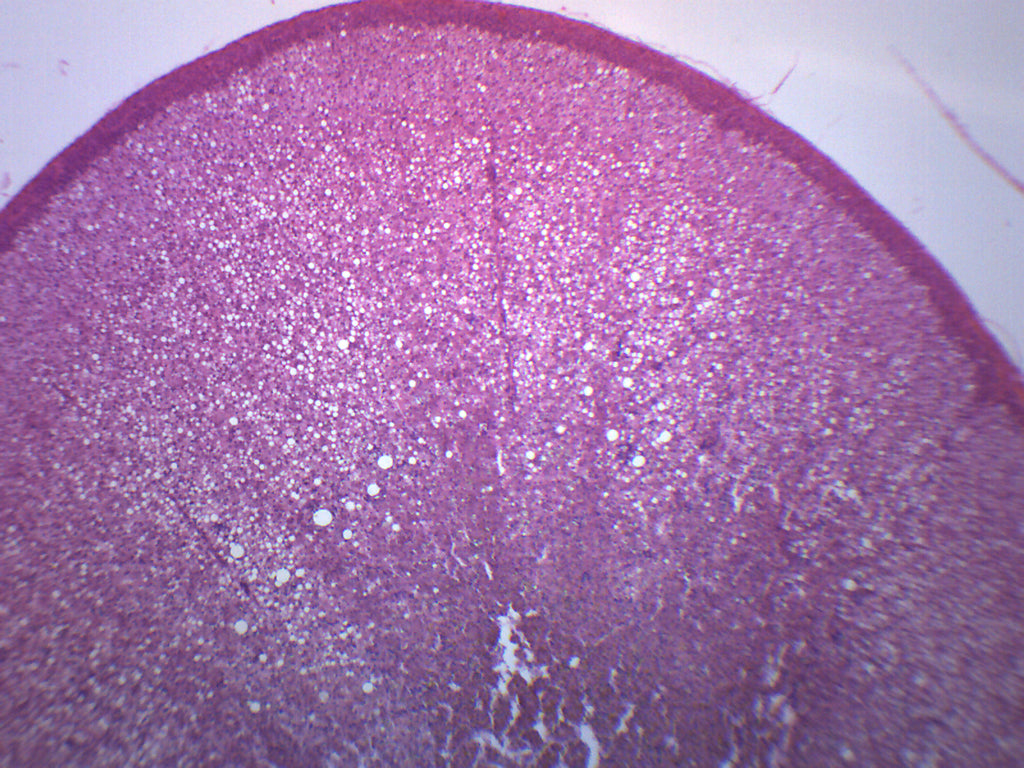 Adrenal Gland Prepared Microscope Slide