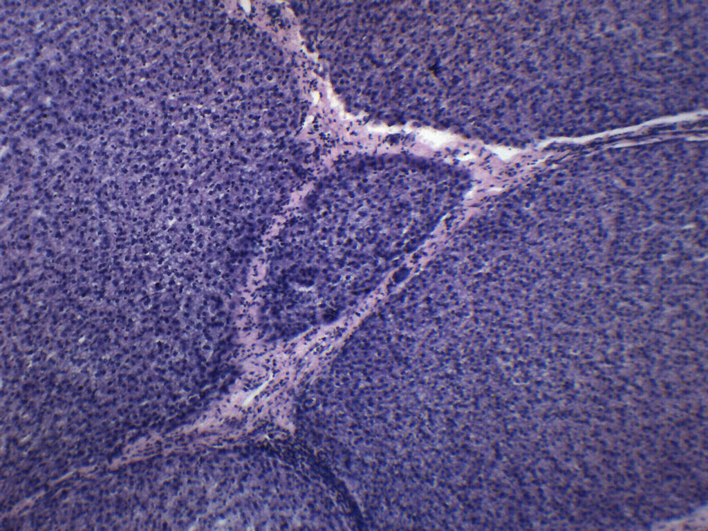 Liver Section (Mammal) Prepared Microscope Slide