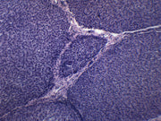 Liver Section (Mammal) Prepared Microscope Slide