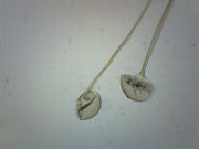 Rhizopus Asexual Reproduction Prepared Microscope Slide