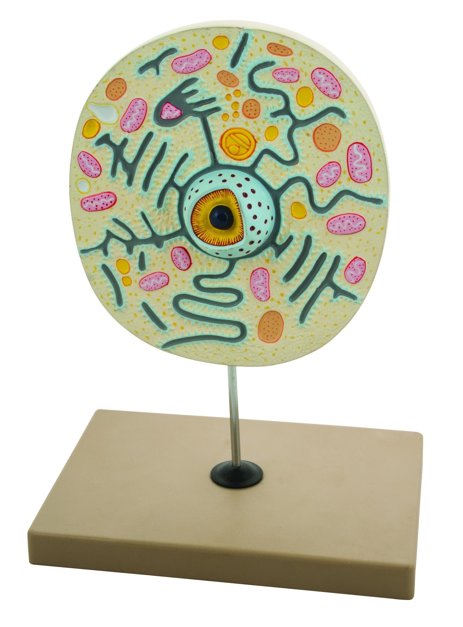 Magnified Animal Cell Anatomical Model on Stand, 9 x 8 x 3 inch
