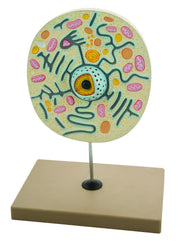 Magnified Animal Cell Anatomical Model on Stand, 9 x 8 x 3 inch