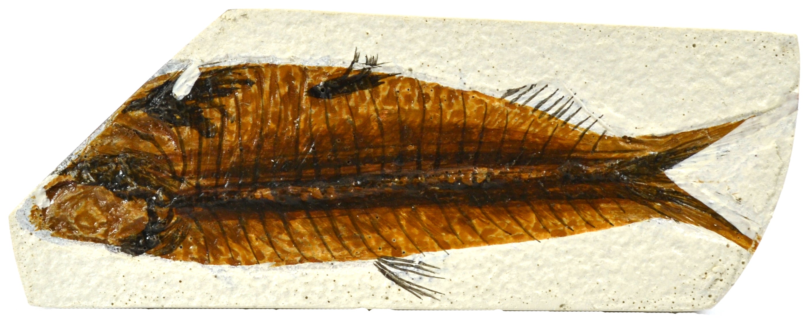 Mesozoic Fish Fossil Replica, 4 x 10cm