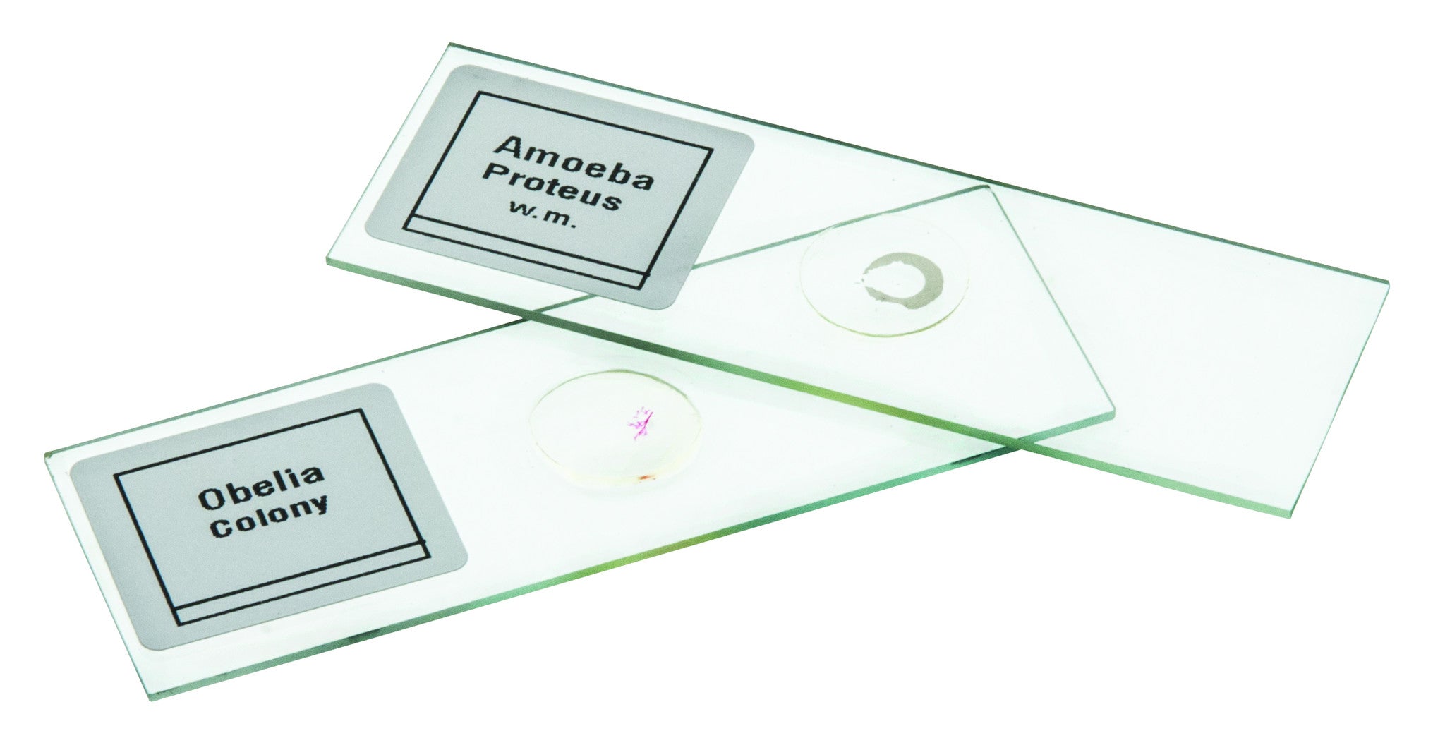 Introductory No. III Microscope Slide Set, 25-Piece