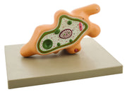 Amoeba Proteus Anatomical Model with Extended Pseudopod, 1000x Magnification