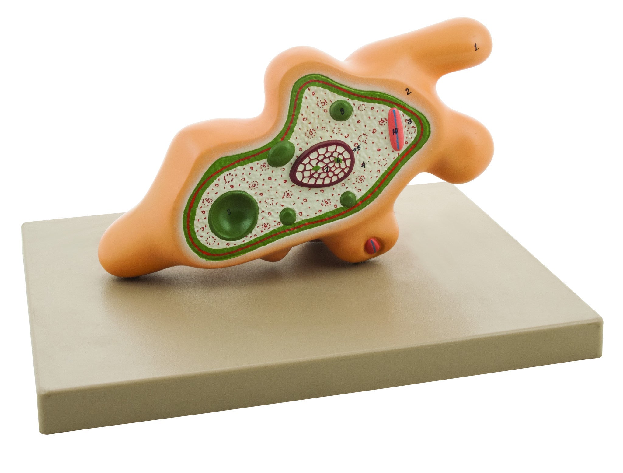 Amoeba Proteus Anatomical Model with Extended Pseudopod, 1000x Magnification