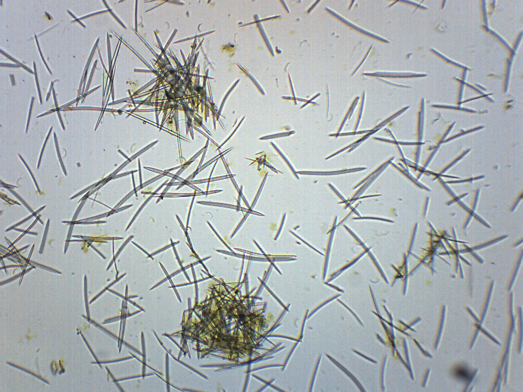 Mixed Spicules Wholemount Prepared Microscope Slide