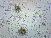 Mixed Spicules Wholemount Prepared Microscope Slide