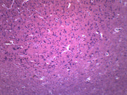 Brain Section (Mammal) Prepared Microscope Slide