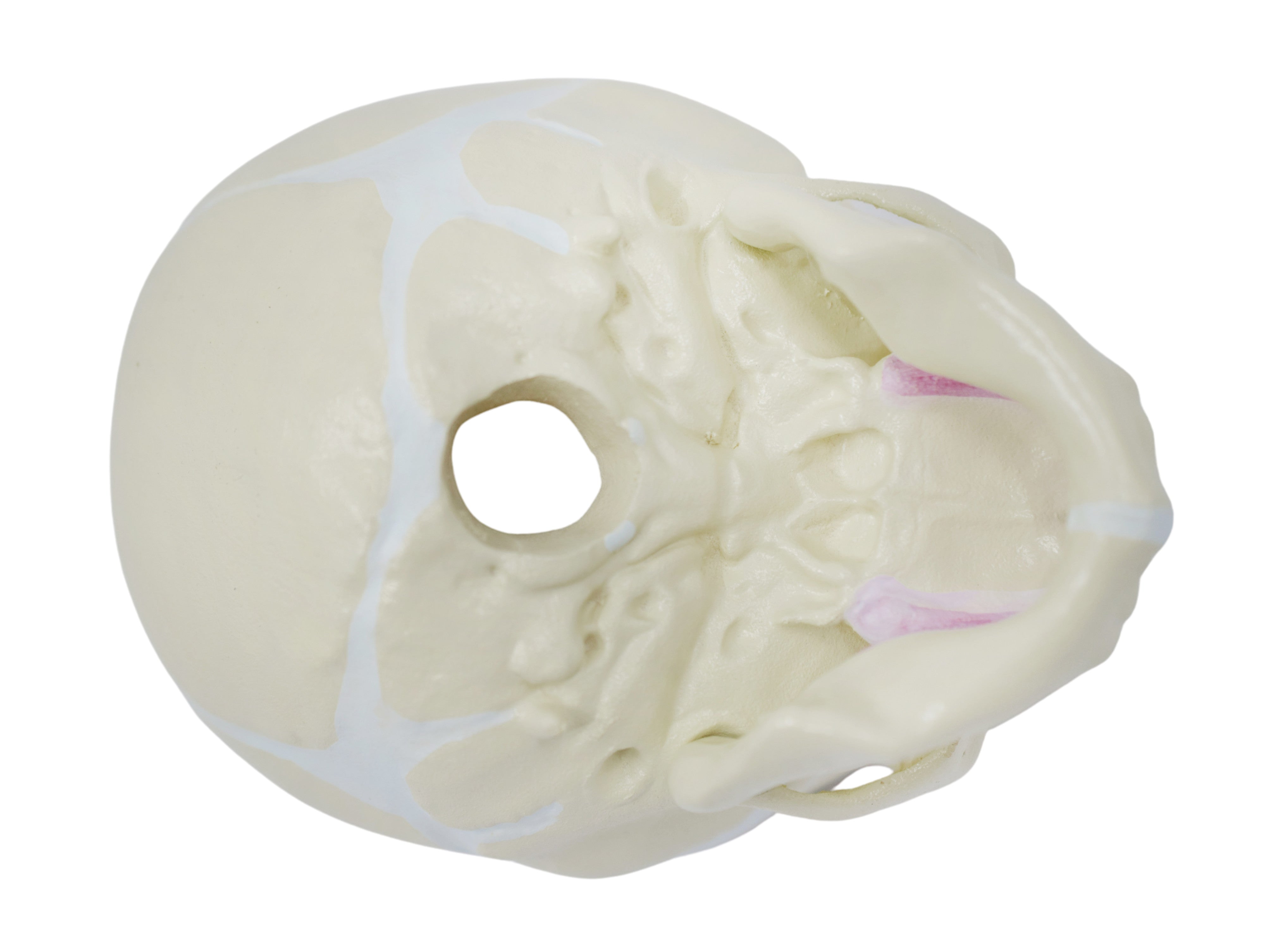 Infant Skull Anatomical Model with Articulated Mandible, Life Size