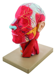 Human Head Cross-Section Model with Neck and Cranium, Life Size
