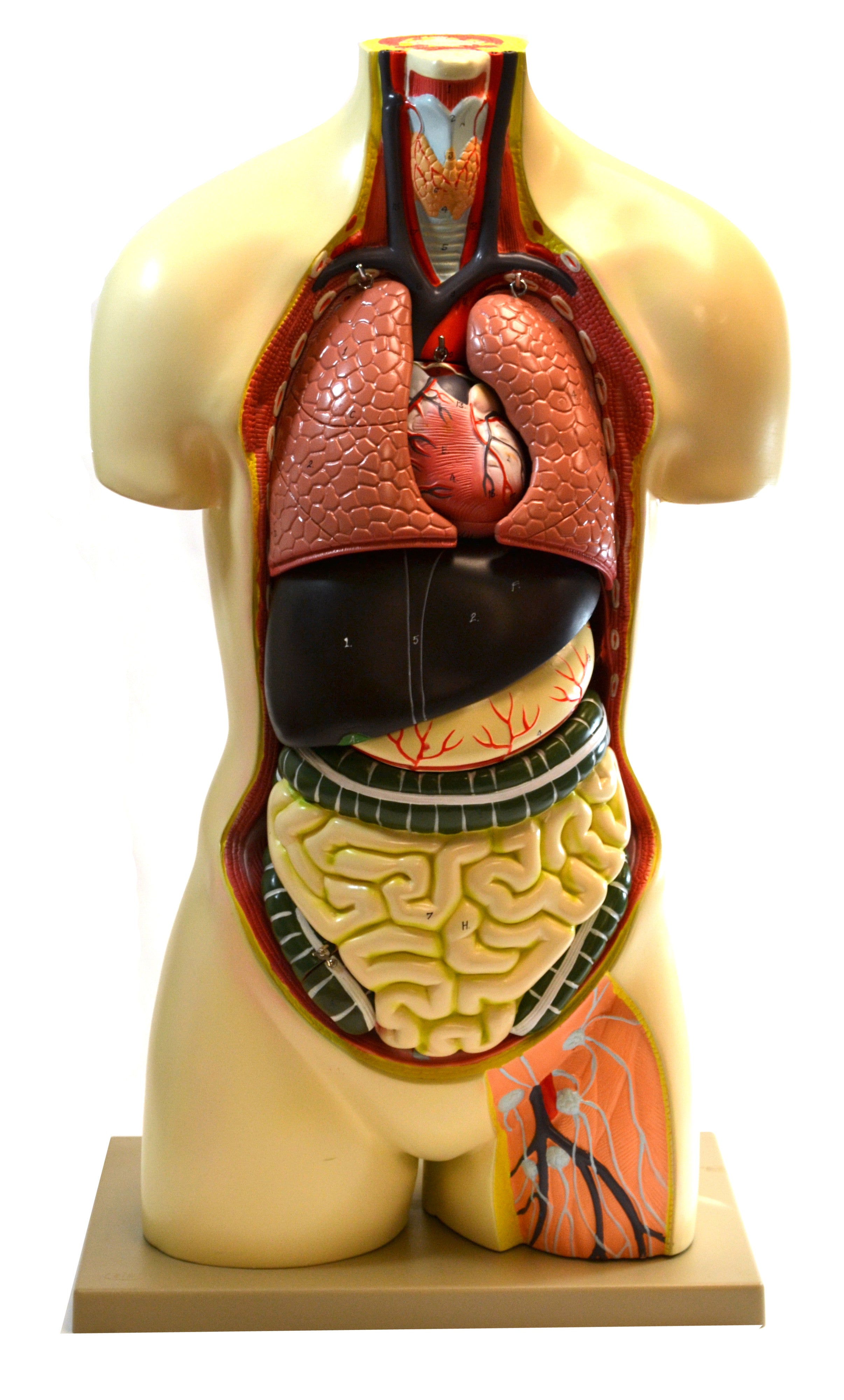 Human Torso Model without Head, 7-Part