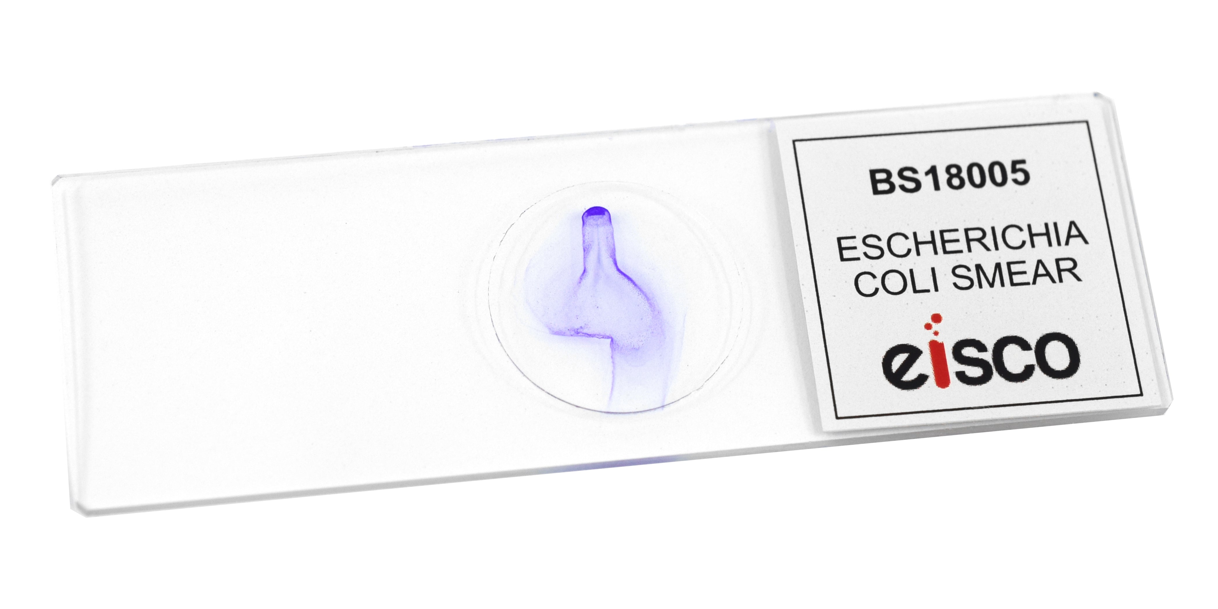 Escherichia Coli Smear Gram Stain Prepared Microscope Slide