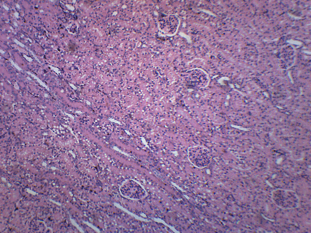 Human Kidney Section Prepared Microscope Slide