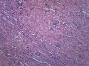 Human Kidney Section Prepared Microscope Slide