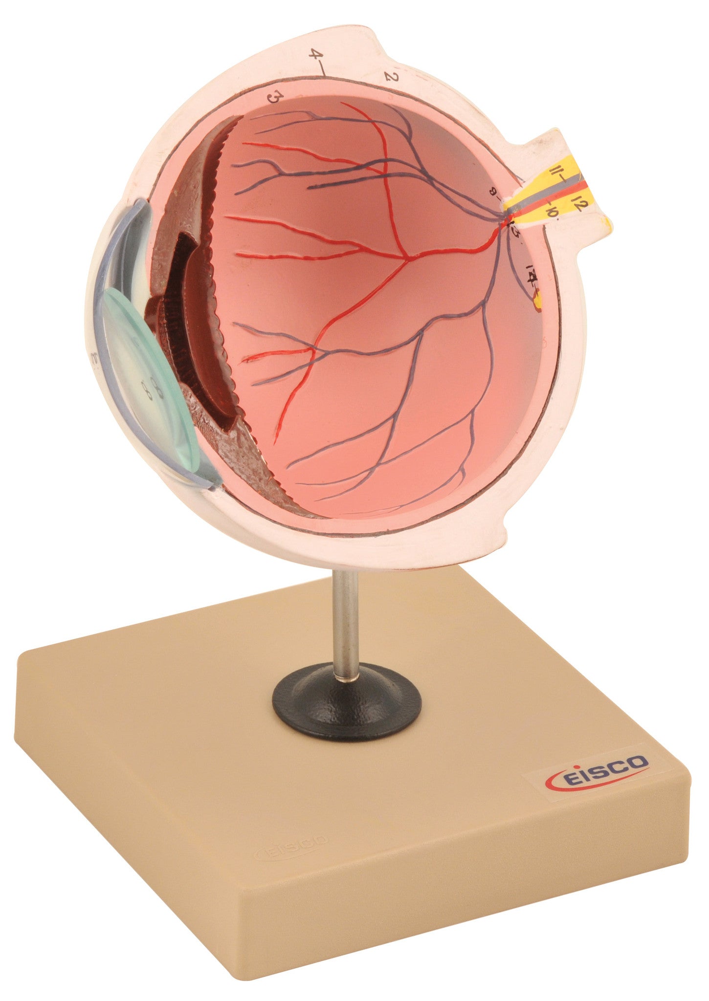 Human Eye Model, Half Section on Stand