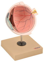 Human Eye Model, Half Section on Stand