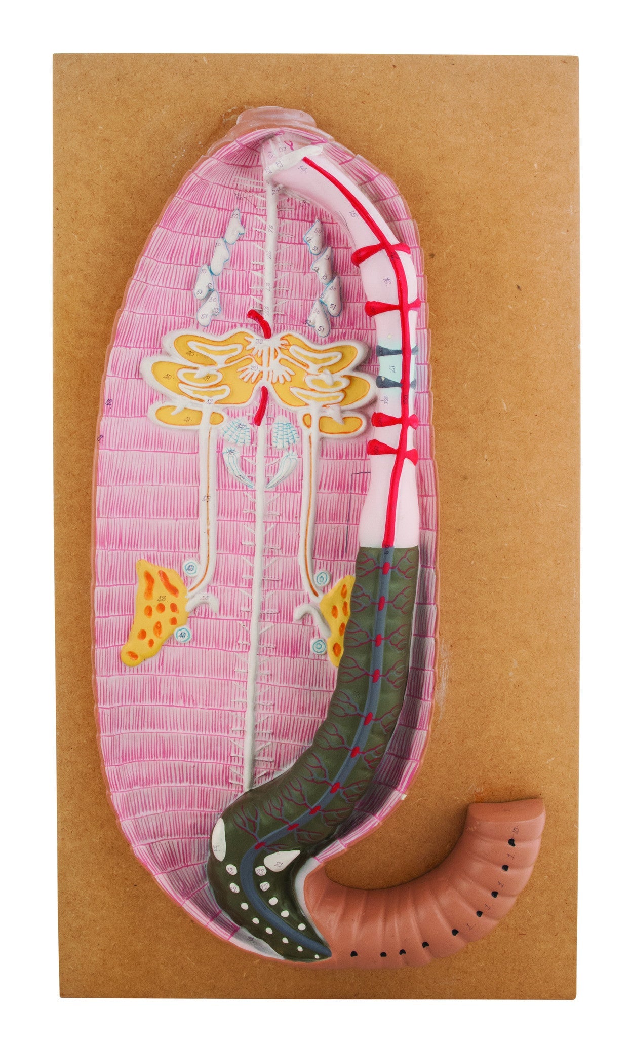 Large Earthworm Dissection Anatomical Model, 19 x 7 inch