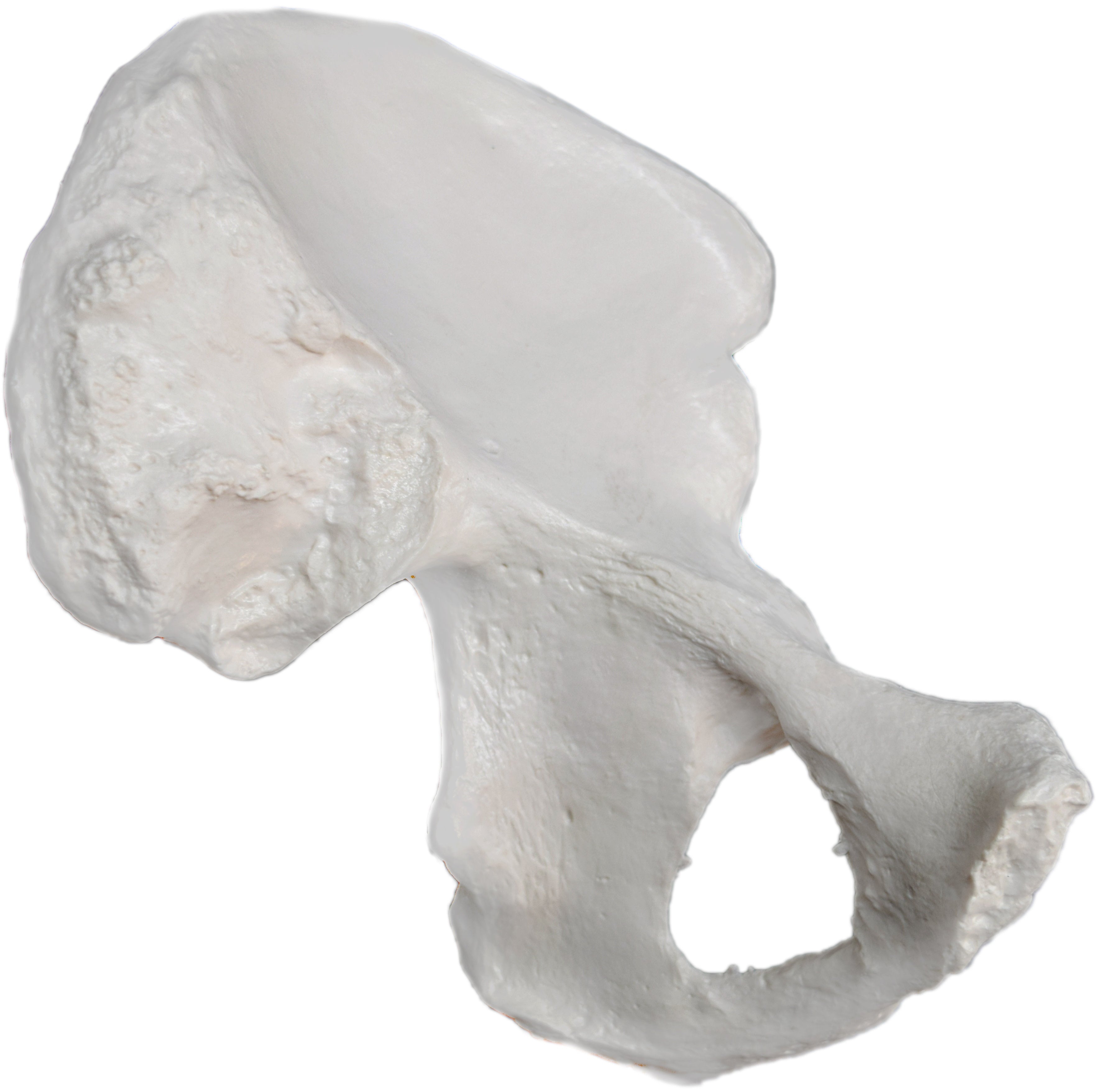 Human Hip Bone Anatomical Model, Left