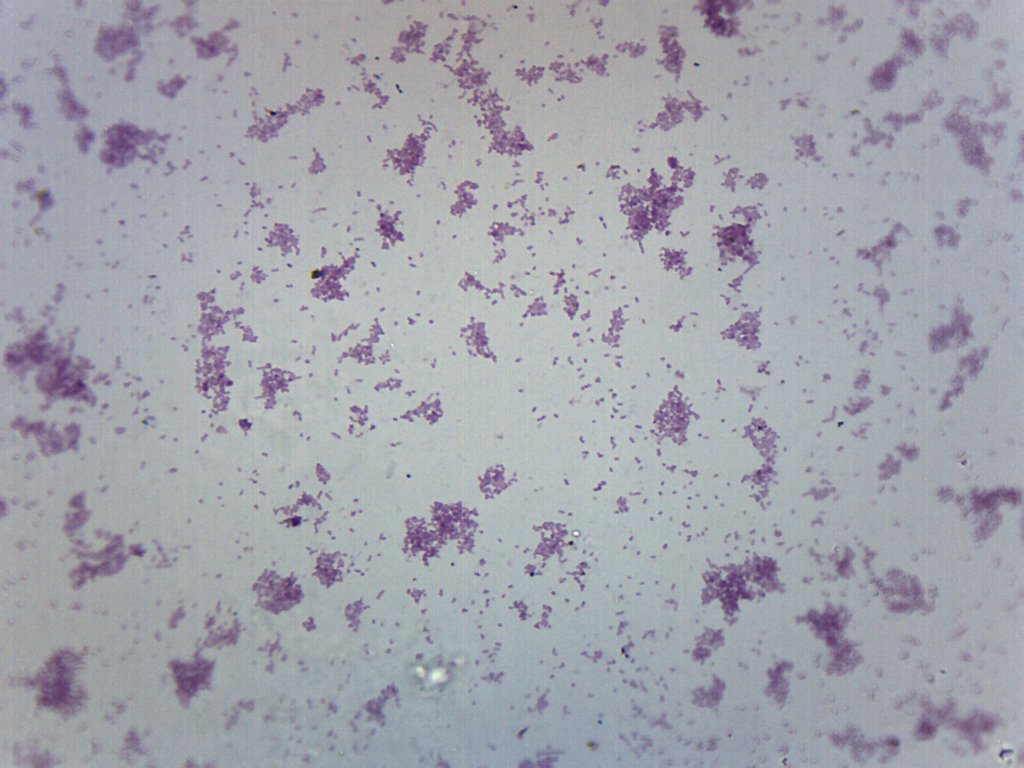 Proteus Vulgaris Smear Prepared Microscope Slide