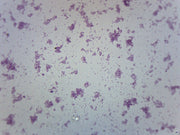Proteus Vulgaris Smear Prepared Microscope Slide