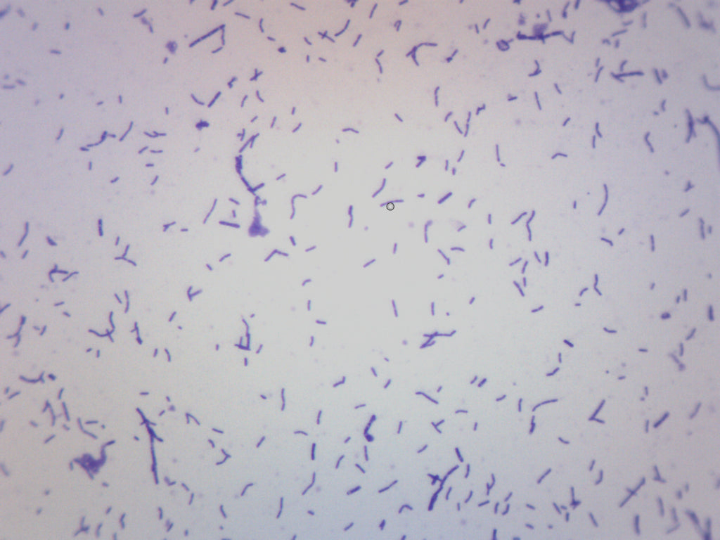 Coccus Smear Gram Positive Prepared Microscope Slide
