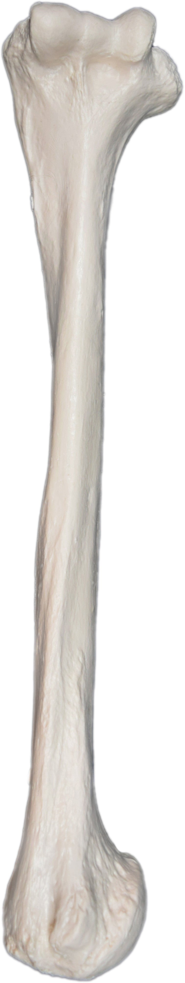Human Humerus Bone Anatomical Model, Left