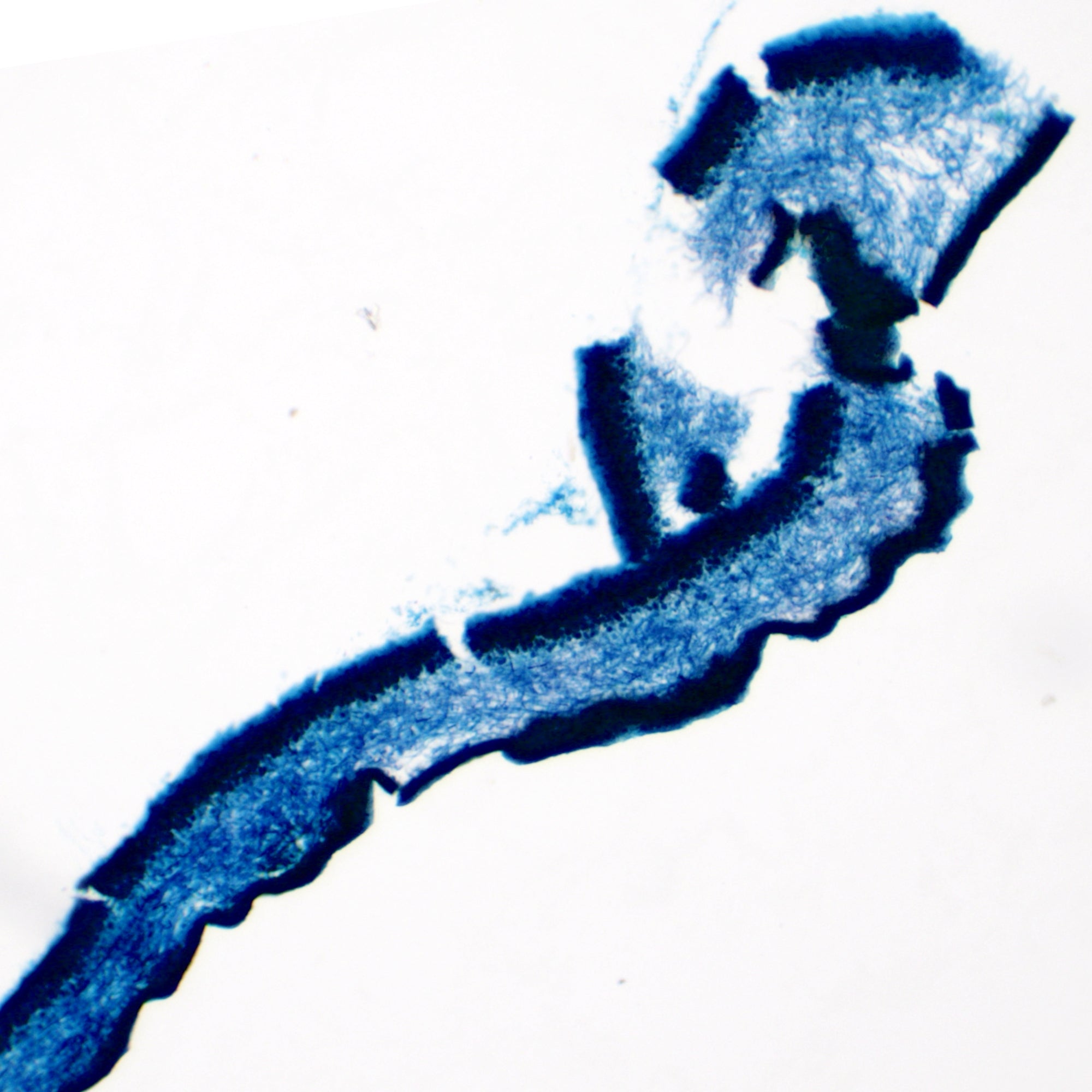 Lichen Thallus Section Prepared Microscope Slide