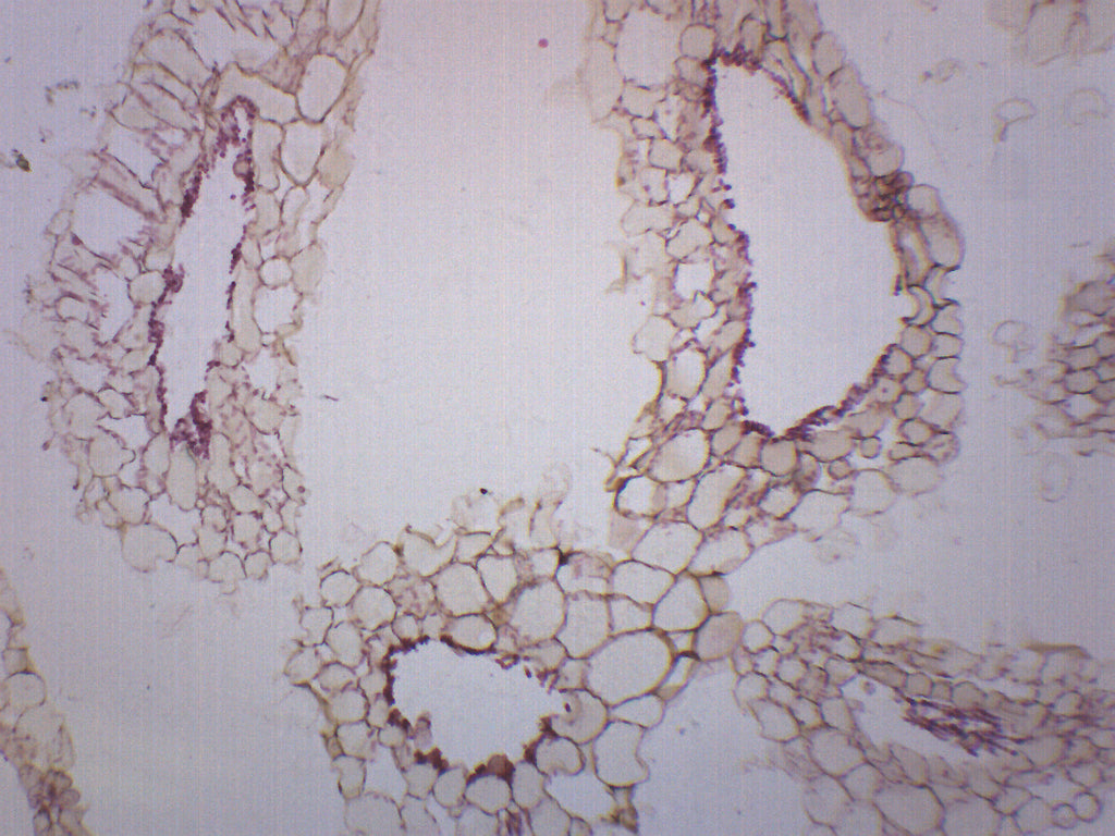 Anabaena Whole Mount Prepared Microscope Slide