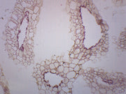 Anabaena Whole Mount Prepared Microscope Slide