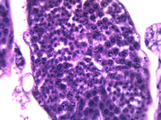 Grasshopper Testis Wholemount Prepared Microscope Slide