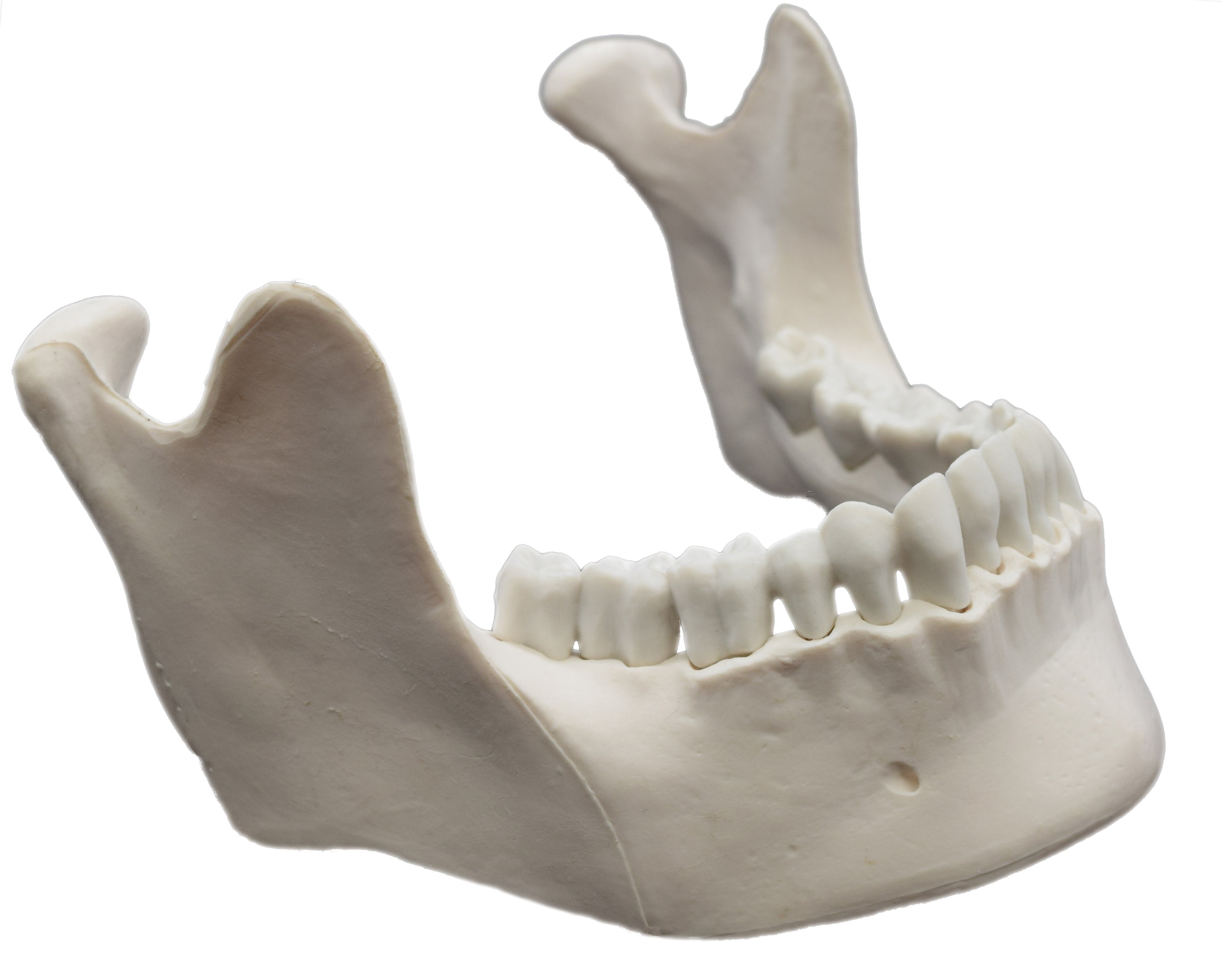 Human Mandible Bone Anatomical Model