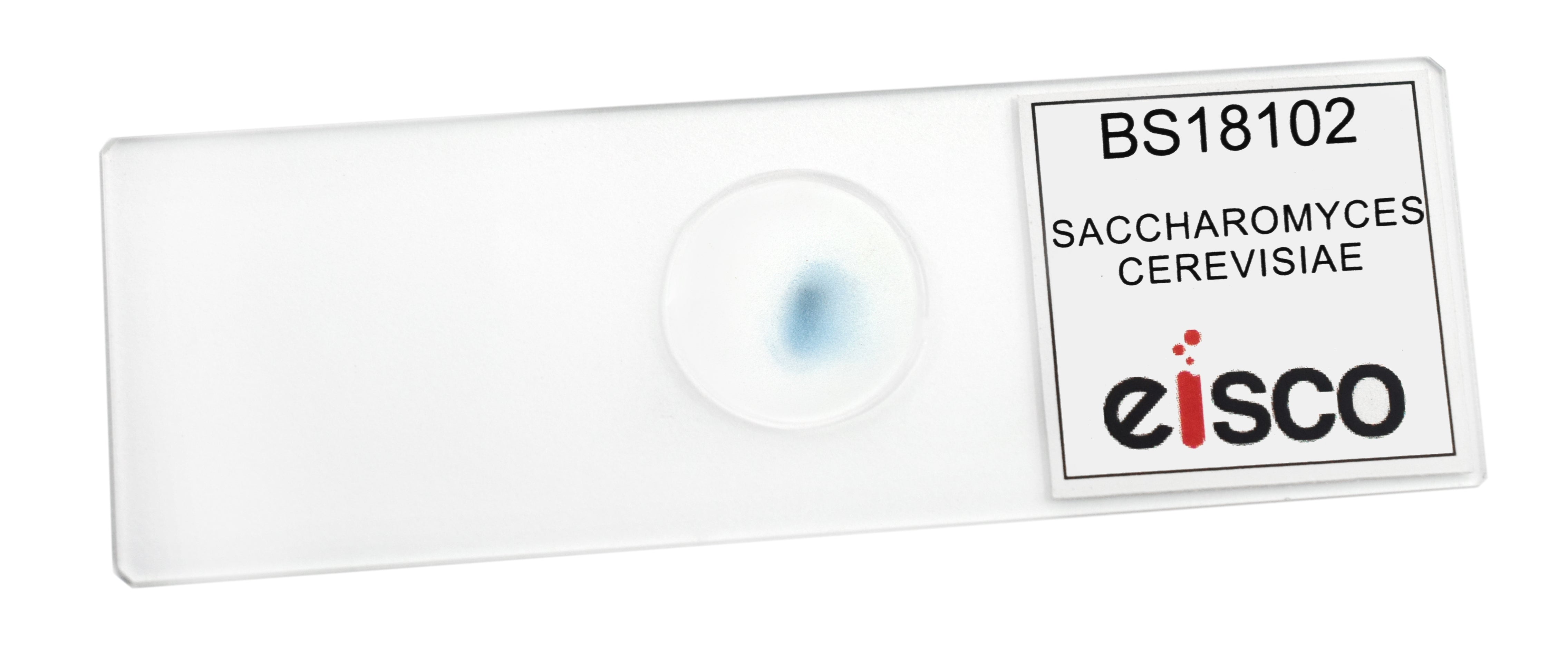 Saccharomyces Cerevisiae Prepared Microscope Slide