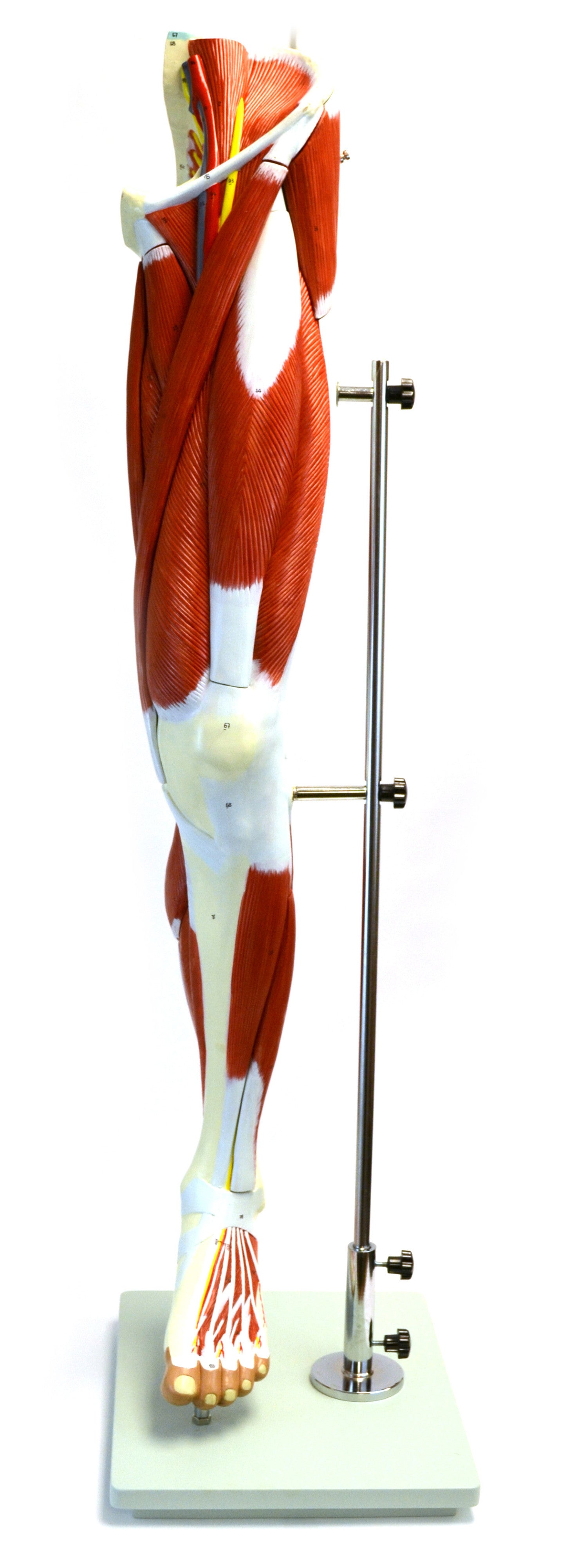 Life-Size 13-Part Muscular Human Leg Anatomical Model, 39 inch