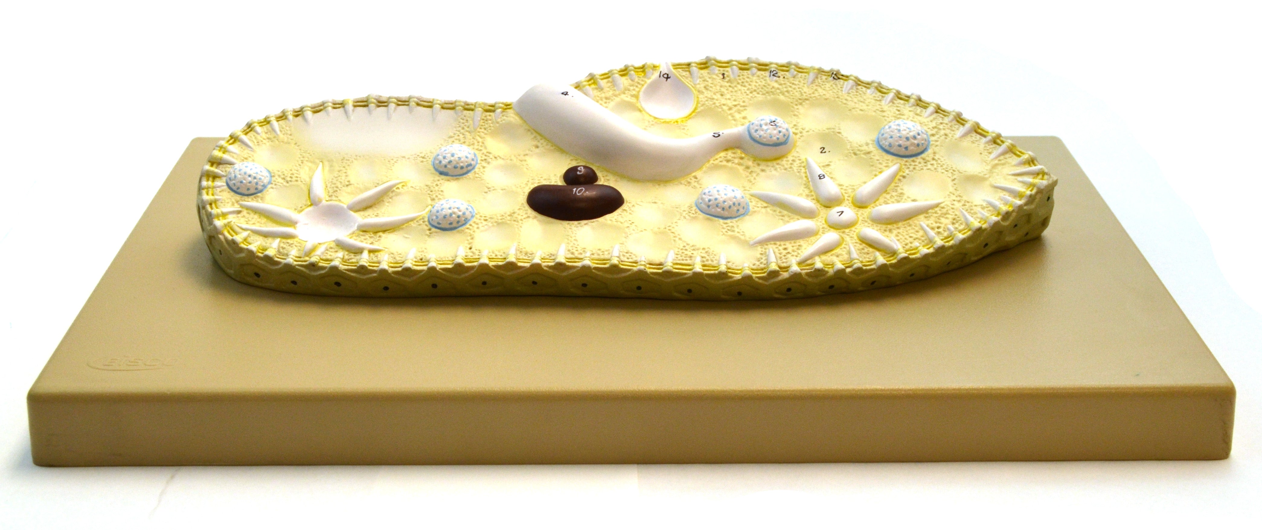 Paramecium Anatomical Model, Basic