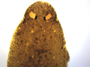 Planaria Whole Mount Prepared Microscope Slide