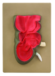 Caecum Model