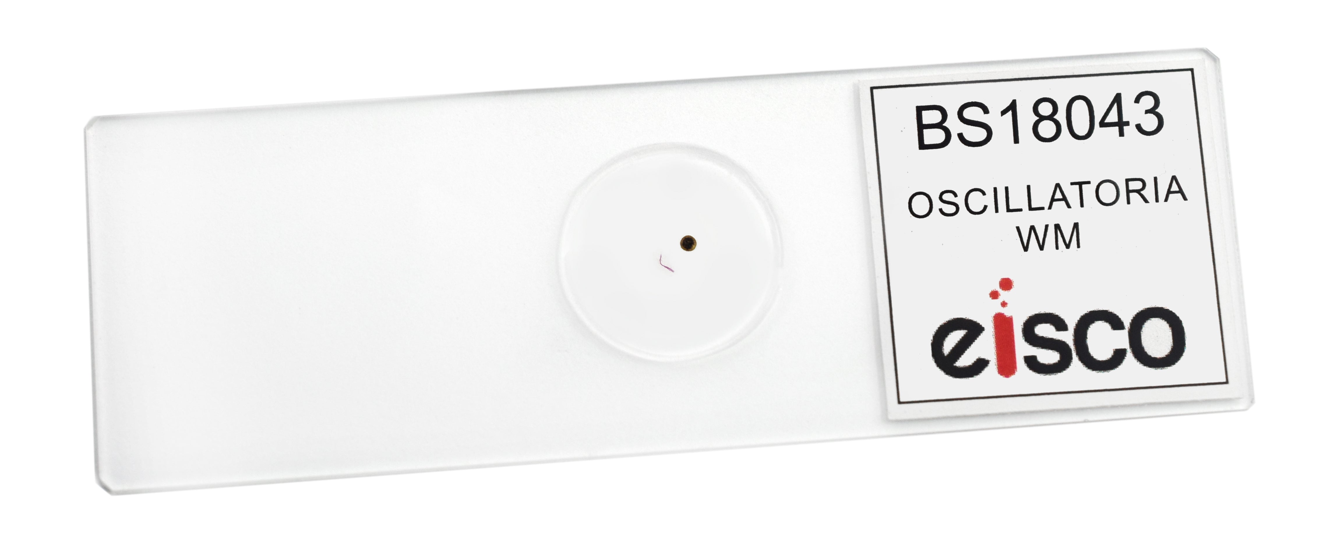 Oscillatoria Whole Mount Prepared Microscope Slide