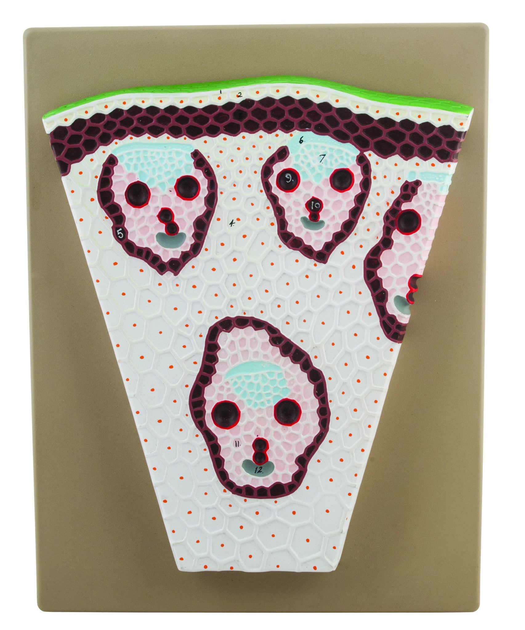 Premium Monocot Stem Model with Transverse Section, on Base