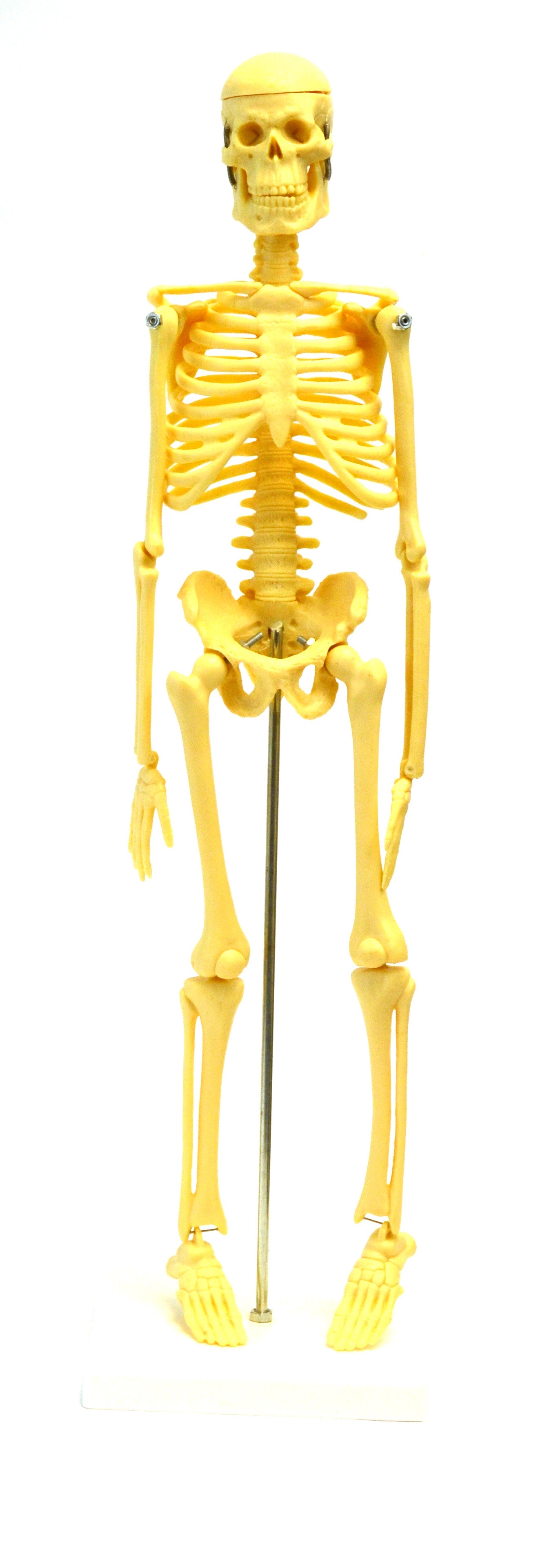 Small-Scale Human Skeleton Anatomical Model, 16.5 inch
