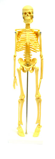 Small-Scale Human Skeleton Anatomical Model, 16.5 inch