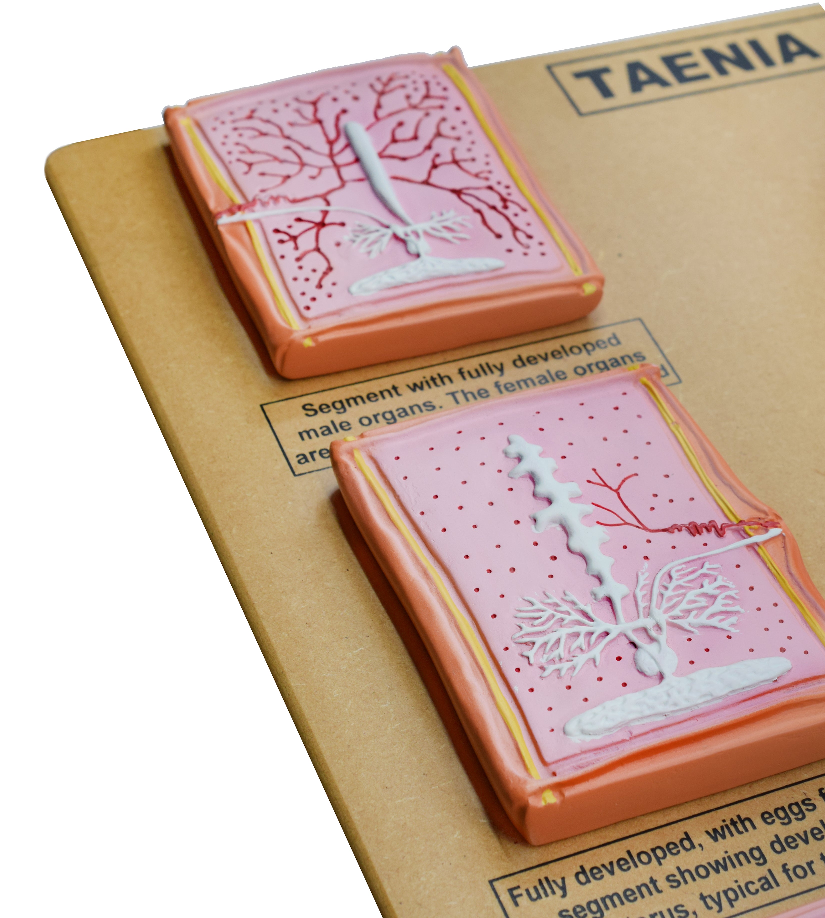 8-Piece Comparative Tapeworm Developmental Anatomy Model Set on 18 x 20 inch Wood Base